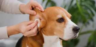 cuidado orejas perro beagle
