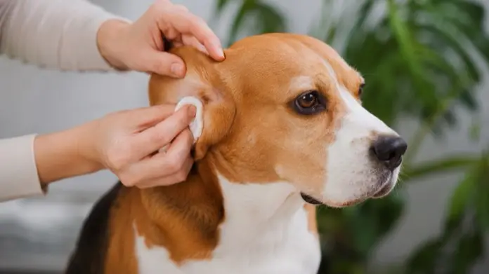 cuidado orejas perro beagle