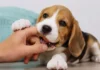 mordisqueo de perros y cachorros, cómo solucionarlo