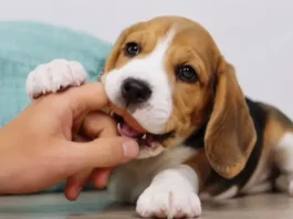 Mordisqueo de perros: por qué ocurre y cómo corregirlo mordisqueo de perros y cachorros, cómo solucionarlo