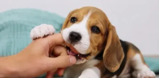 mordisqueo de perros y cachorros, cómo solucionarlo
