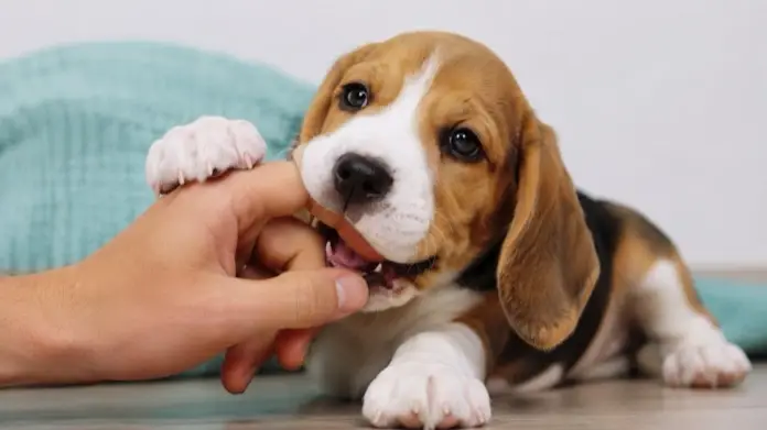 mordisqueo de perros y cachorros, cómo solucionarlo