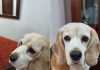 Milka beagle tricolor de 13 años