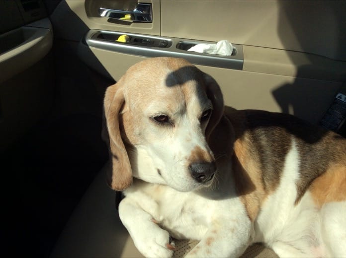Milka una beagle de 11 años