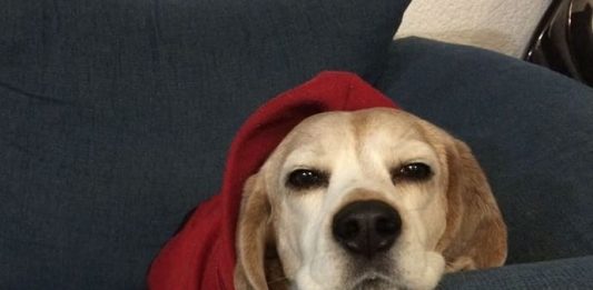 beagle Milka tranquila en el sofa
