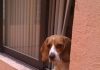 beagle-milka-24meses