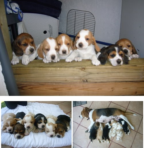 camada de beagles