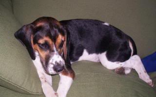 perro beagle en el sofá