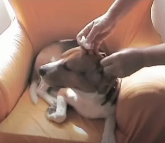 proteger oido del perro