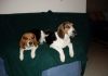 beagles_Missy_y_Bruno_4.jpg