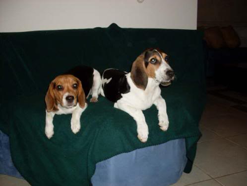 beagles_Missy_y_Bruno
