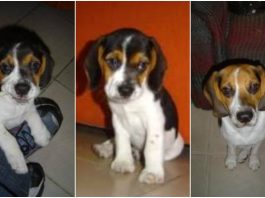 Alejandra y su beagle Saphira Saphira, cachorro beagle hembra