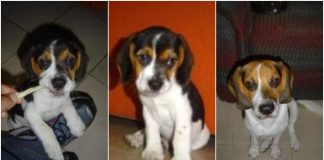 Saphira, cachorro beagle hembra