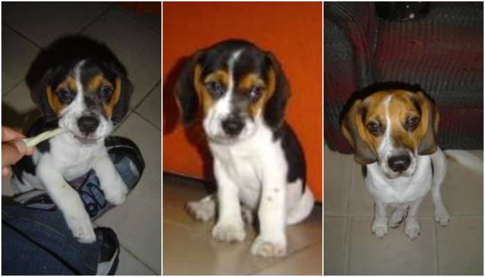 Saphira, cachorro beagle hembra