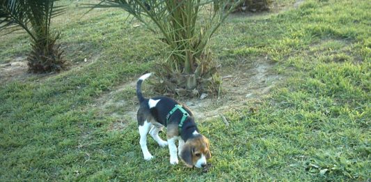 perro-beagle-suelto-parque-Garret