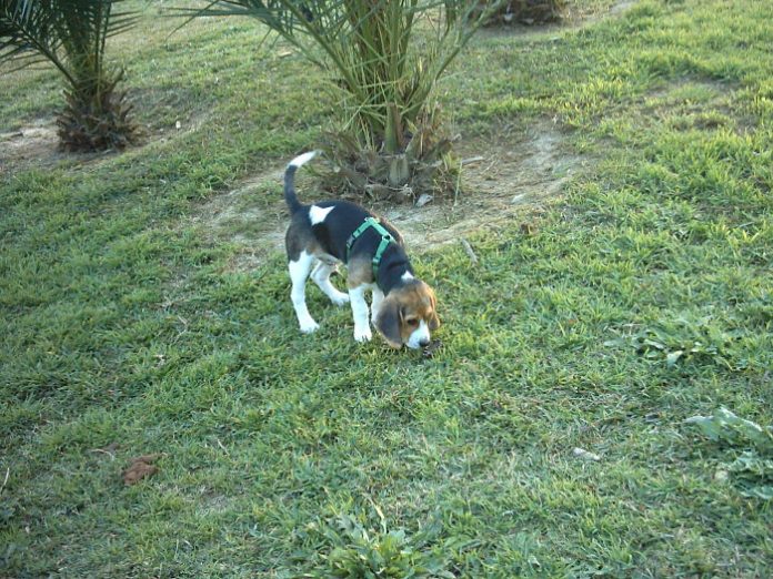 perro-beagle-suelto-parque-Garret