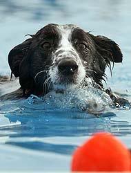 perro_piscina