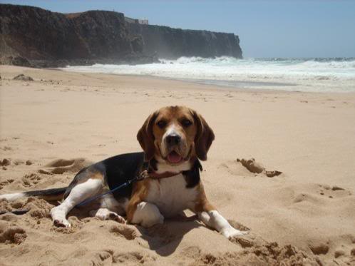 beagle de 10 meses en playa de Huelva