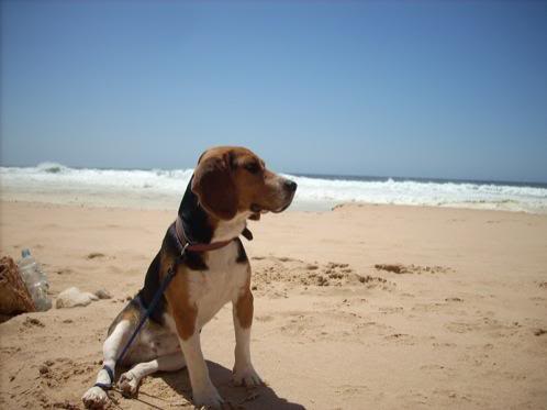 beagle Lupo en las playas de Huelva