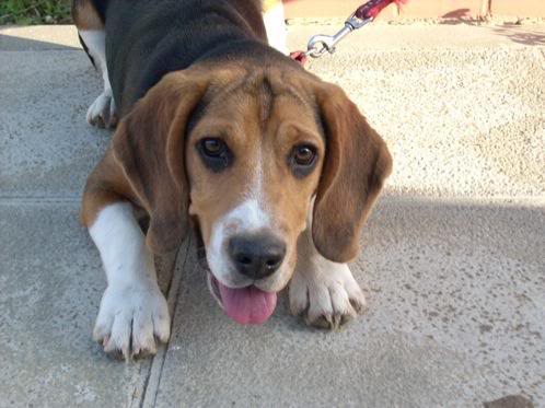 beagle Lupo con diez meses