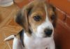 Cachorro beagle Reik