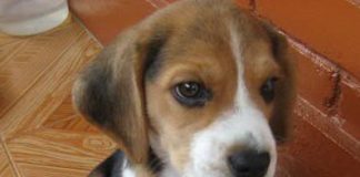 Cachorro beagle Reik