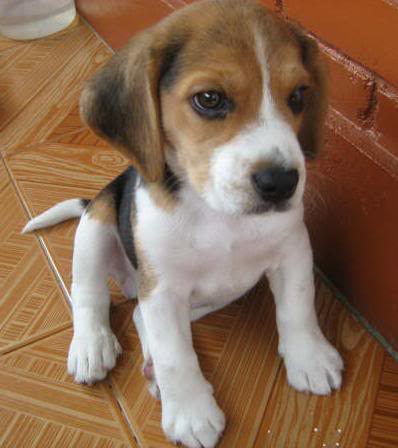 Cachorro beagle Reik