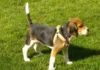 perro beagle de 4 meses