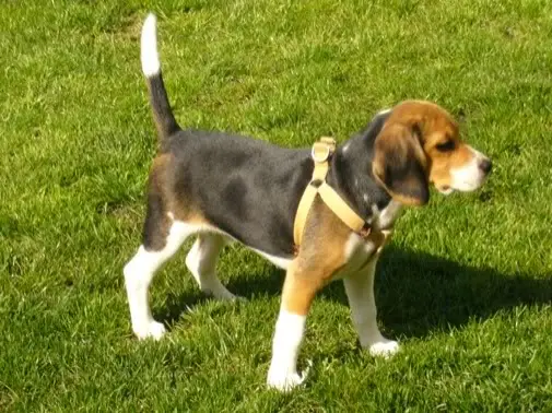 perro beagle de 4 meses