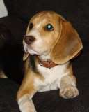 beagle-hembra