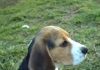 beagle Garret con 6 meses