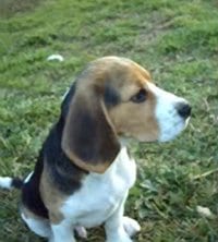 beagle Garret con 6 meses