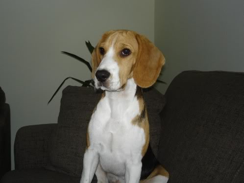 beagle-chico-12meses