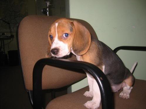 cachorro beagle en taburete