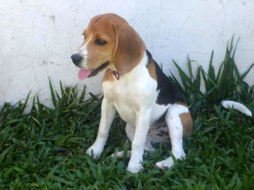 Beagle Vilma sentada en la hierba