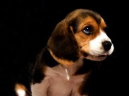 cachorro de beagle, Cheo