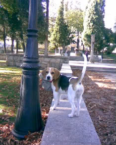 perra beagle suelta en el parque