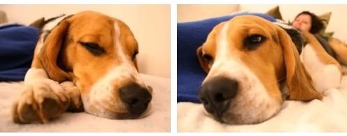 beagle-Ringo-descansando