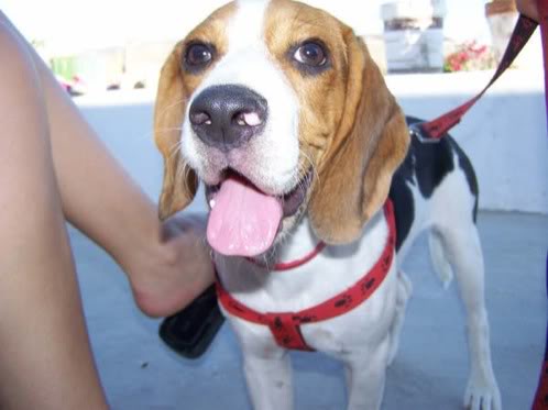 perro beagle de Almeria llamado Google