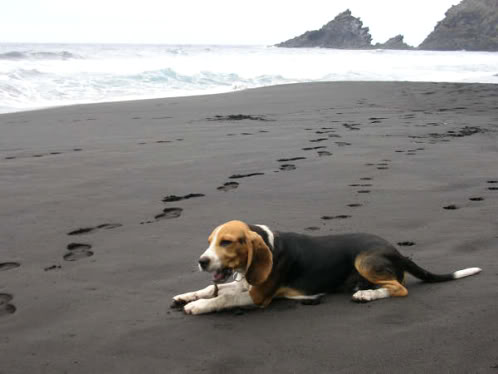beagle_Ringo_playa_Canarias