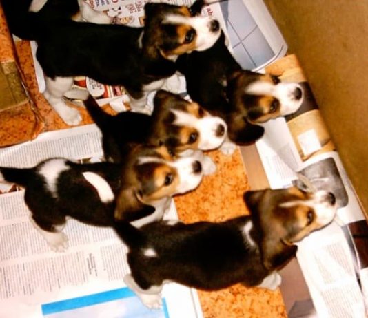 camada de beagles tricolor