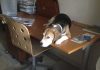 perrita-beagle-escritorio