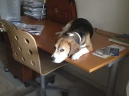 perrita-beagle-escritorio