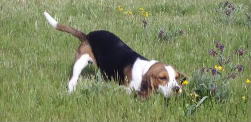 perro beagle jugando en la hierba