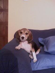 un beagle de colombia en el sofa