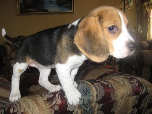 La beagle Pelusa (Chile) Perros Beagle