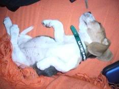 Beagle_Zury_dormida