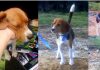 Milo-beagle-rescatado