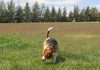perro beagle Garret disfrutando en la hierba