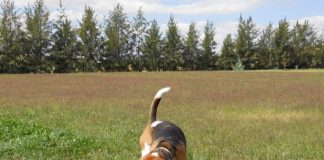 perro beagle Garret disfrutando en la hierba